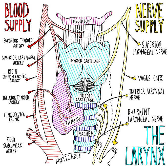 The Larynx Blood and nerve supply MEDizzy