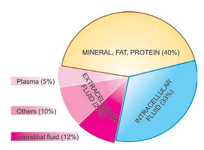 Body fluid compartments.