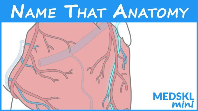 Name That Anatomy - Episode 167