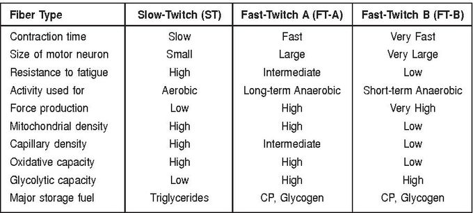 Types of Muscle Fibers and their Characteristics