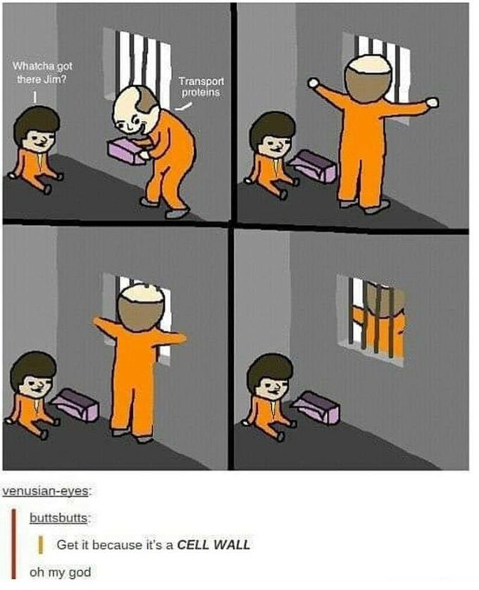 TRANSPORT PROTEIN