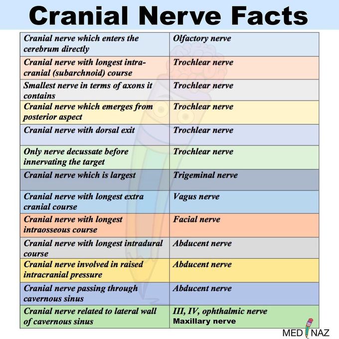 Facts about cranial nerves