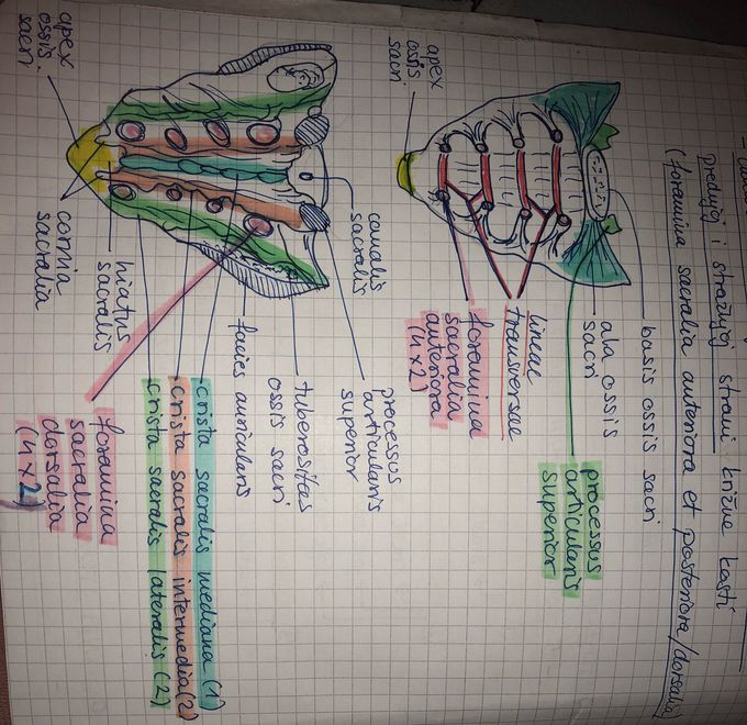 Os sacrum