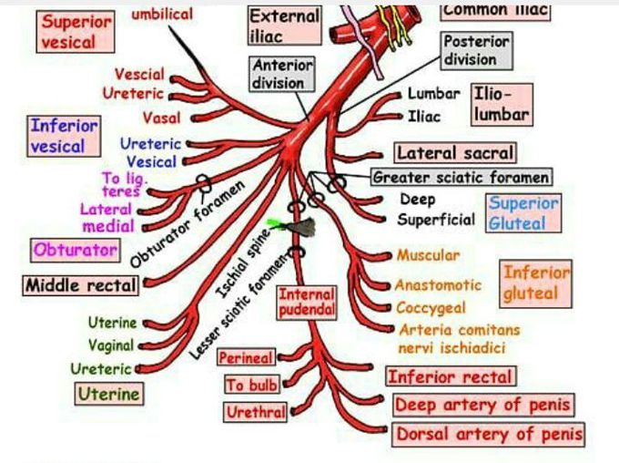 Internal Iliac Artery MEDizzy