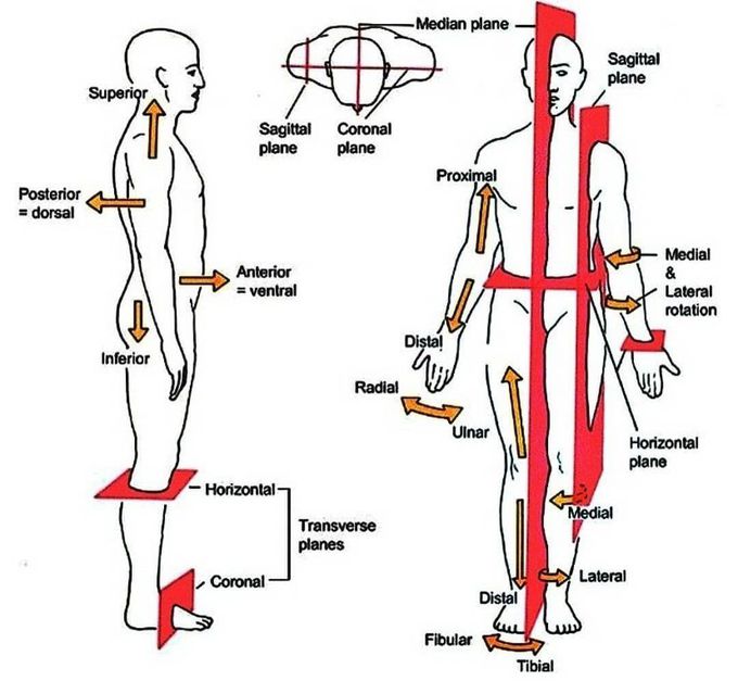 Anatomical planes in human body