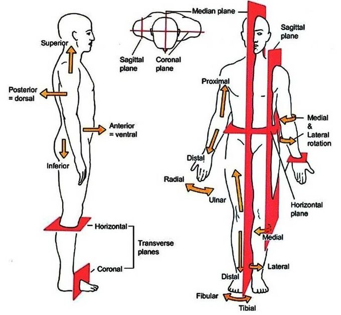 anatomical planes