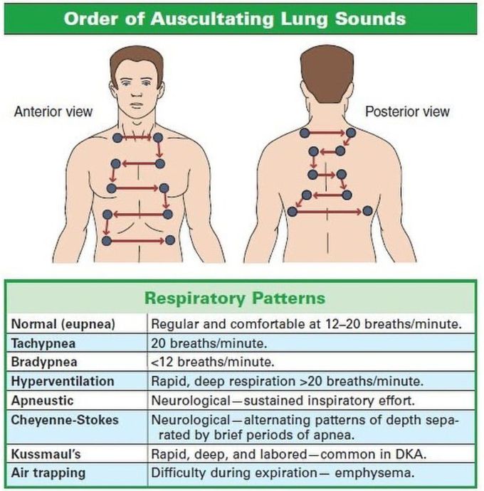 Order of Auscultation