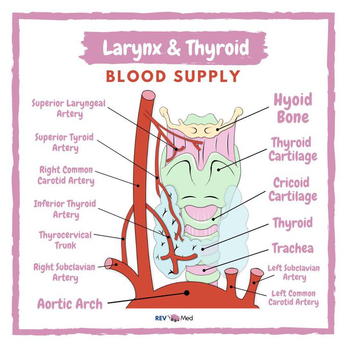 Larynx & Thyroid Blood Supply