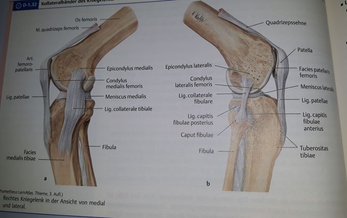 Right knee a) medial b) lateral