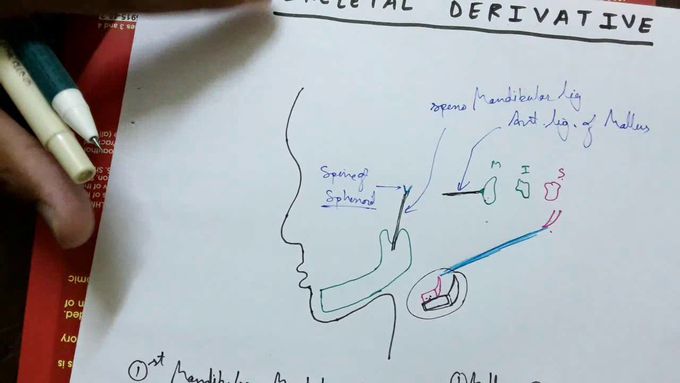 PHARYNGEAL ARCHES (skeletal derivative )