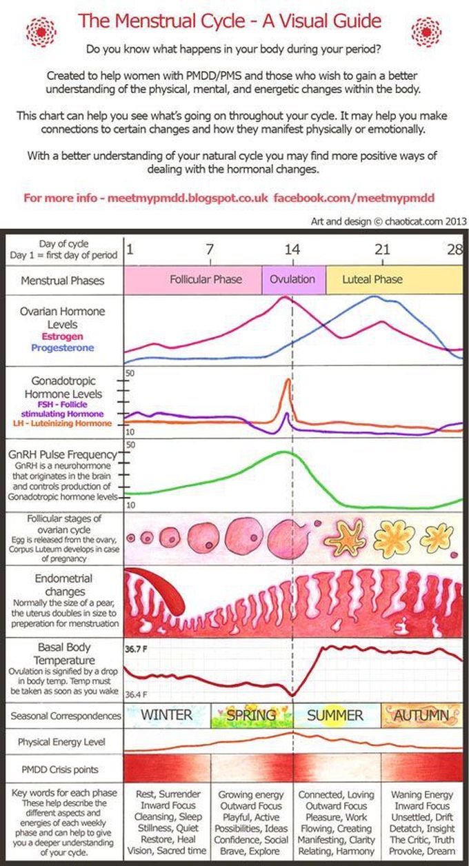 Menstrual Cycle