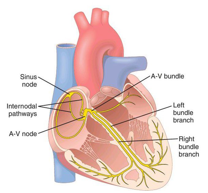 Conduction system of heart