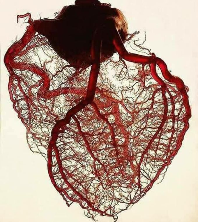 Heart irrigation