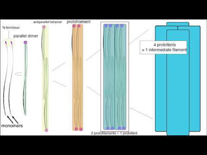 Histology of Intermediate filaments