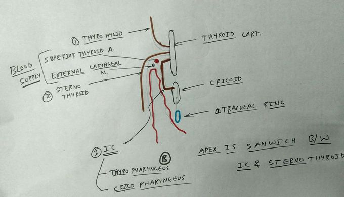 Relation of apex of thyroid gland