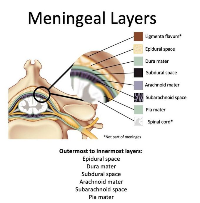 Meningeal Layers