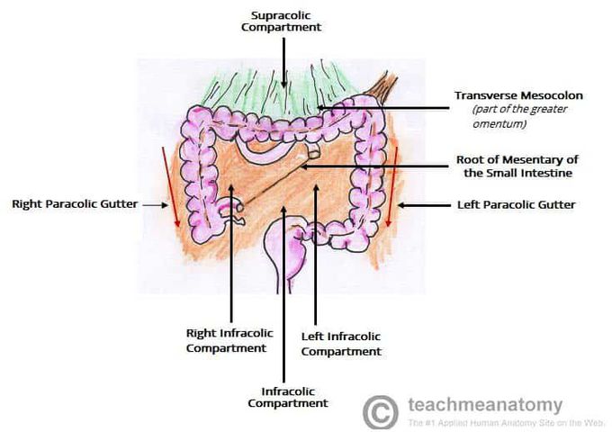 Greater sac of peritoneal cavity