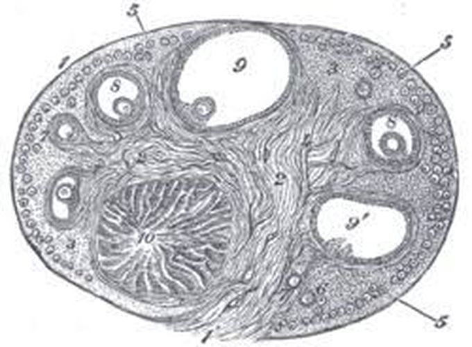 Ovarian Epithelium
