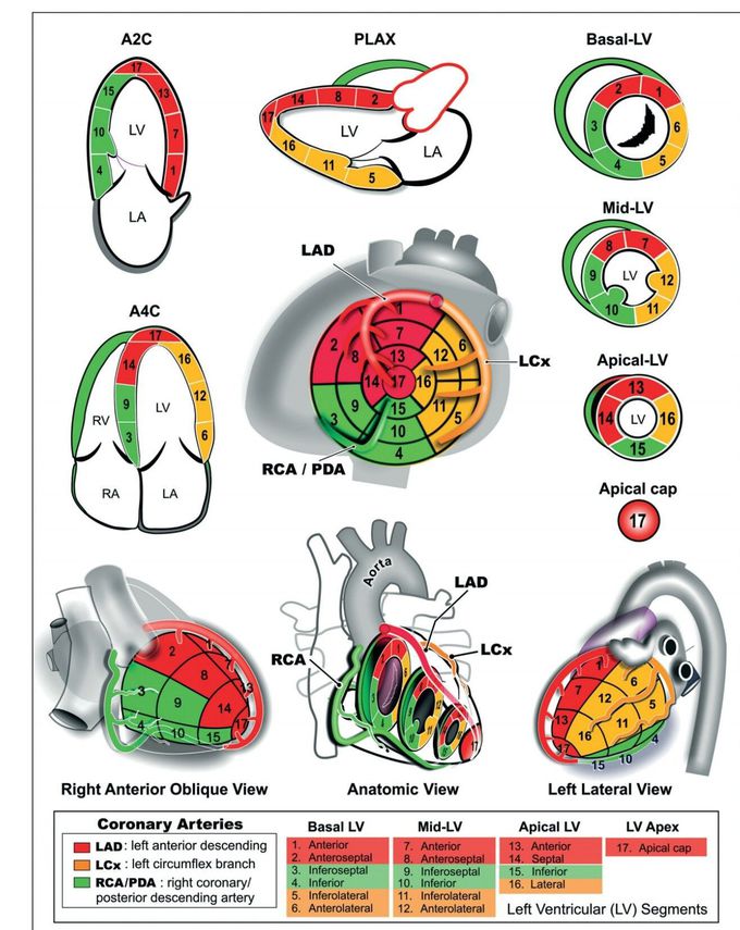 Coronary artery territories