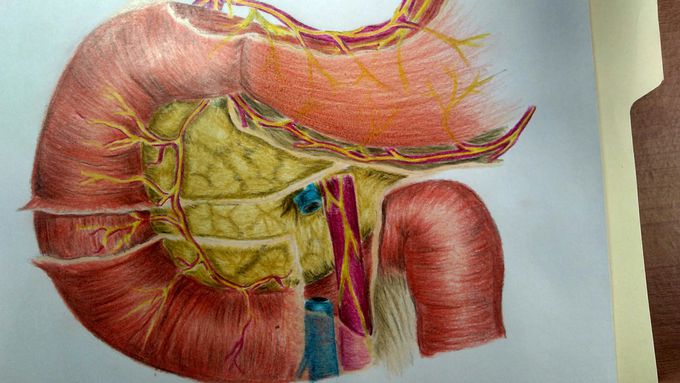 Douodenum