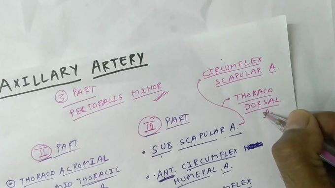 Axillary artery