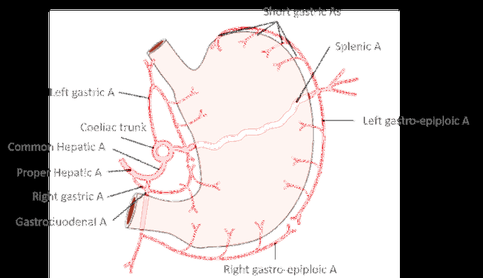 Blood Supply of Stomach