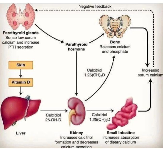 Vitamin D Metabolism