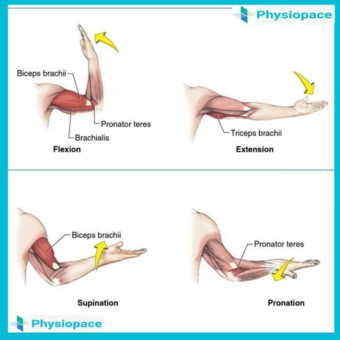 Supination and Pronation - MEDizzy