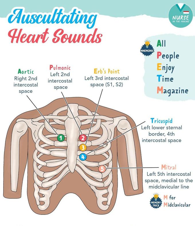 Auscultating Heart Sounds