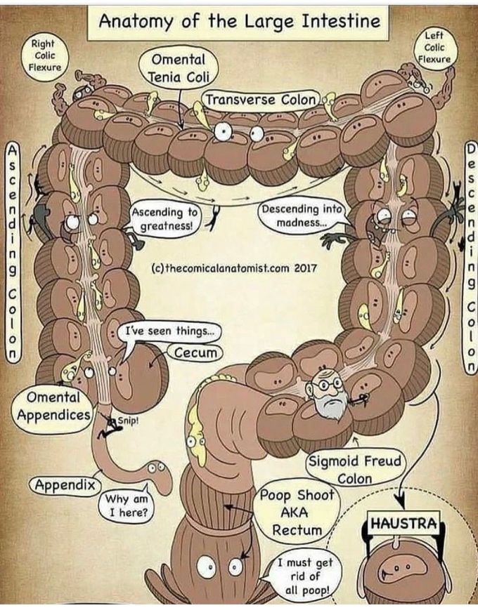 Anatomy Of Large Intestine