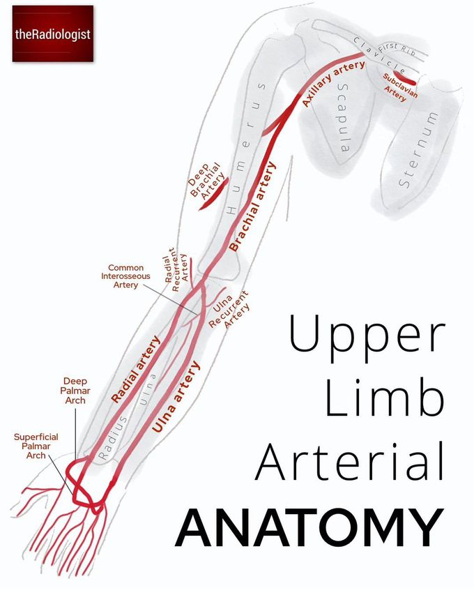 Upper Limb Anatomy VIII