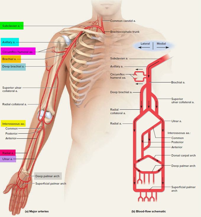 Left and Right Subclavian Artery