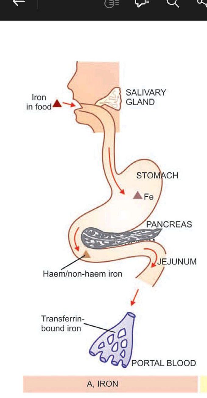 Iron absorption amd transport