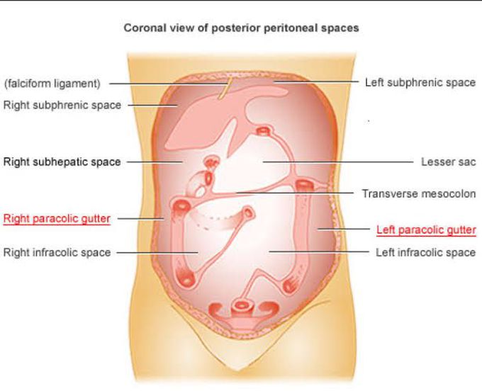 Paracolic Gutter And Subphrenic Spaces Medizzy