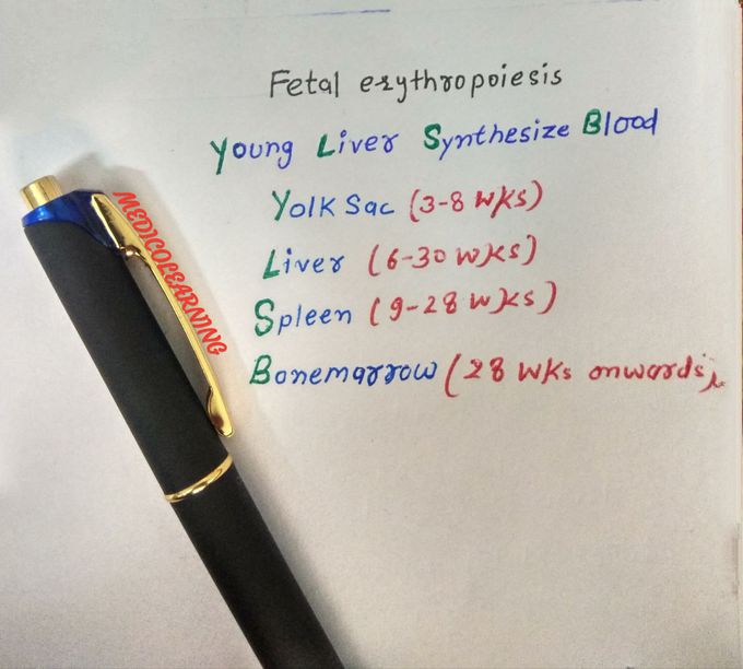 Erythropoiesis