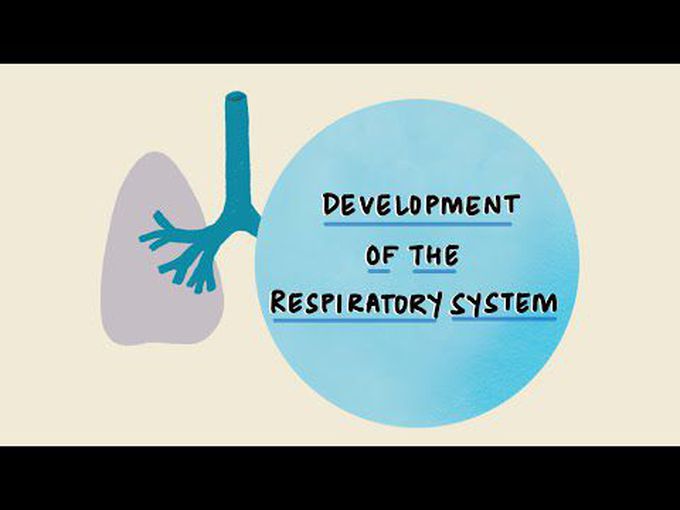 Stages of Fetal Lung Development-detailed