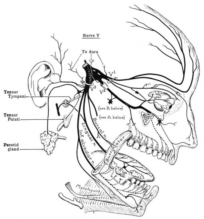 Trigeminal Nerve (CN5)
