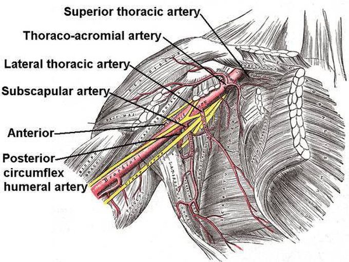 All are true regarding axillary artery except?                   
A. It is a continuation of subclavian artery.
B. It is crossed by pectoralis minor muscle.
C. It extends from outer border of second rib to the lower border of teres minor.
D. The second part of part of axillary artery is posterior to pectoralis minor muscle.
