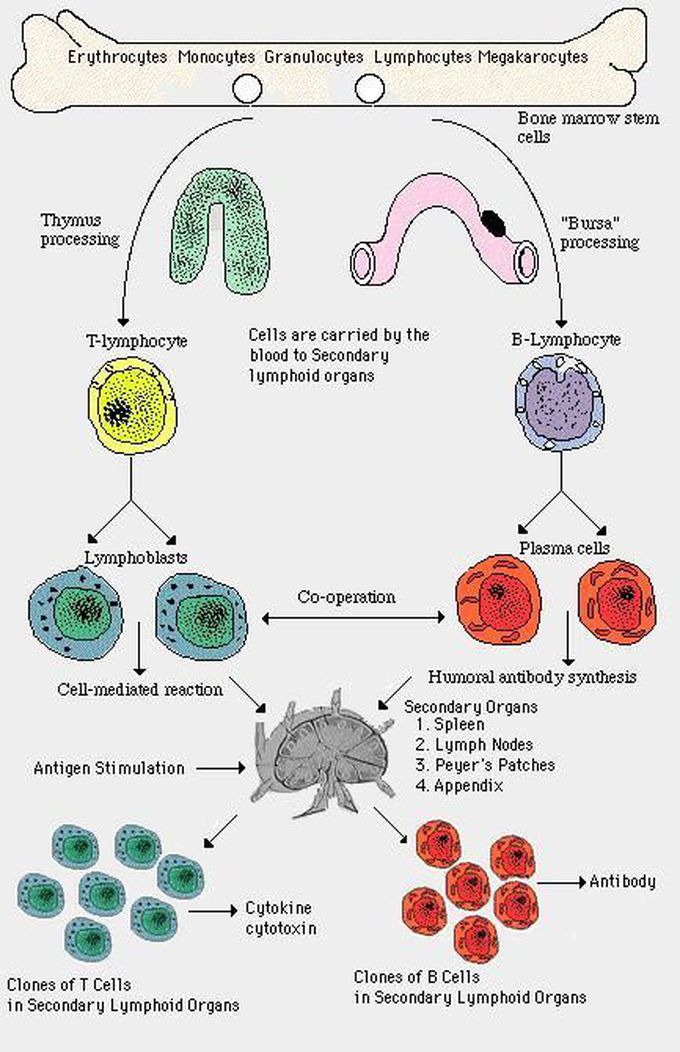 İmmune cells