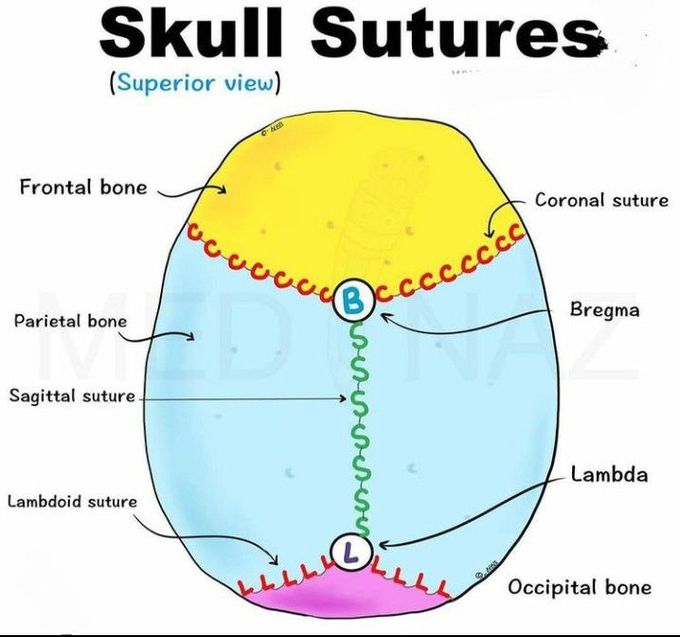 Sutures of skull