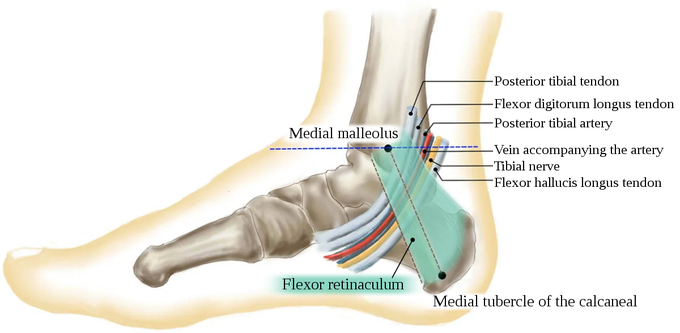 Tarsal tunnel - An easy way to remember its contents!