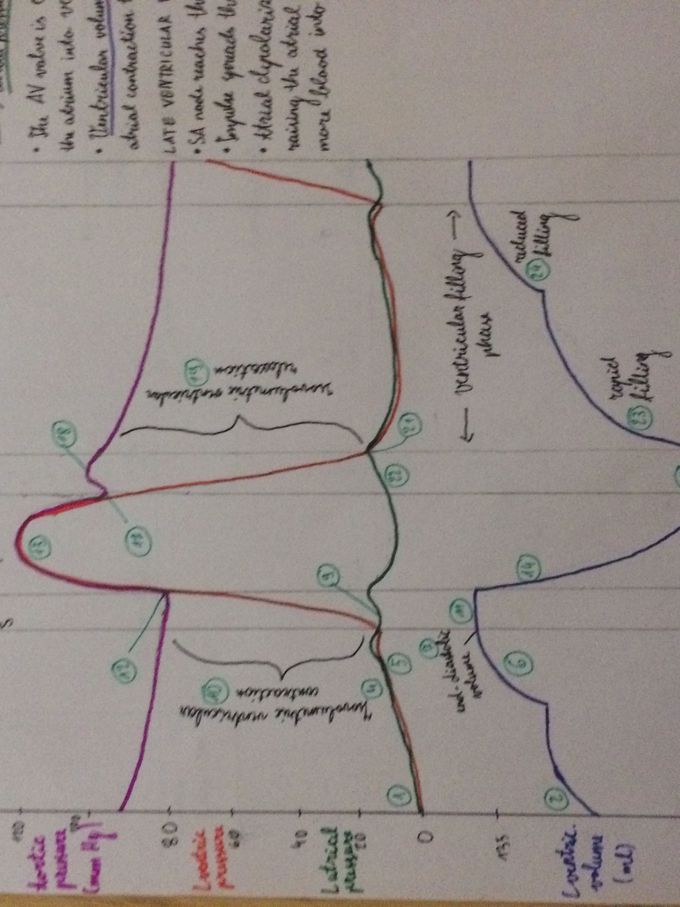 Mechanical events of the cardiac cycle