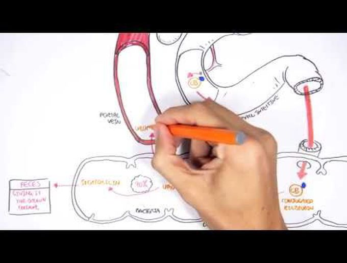 Bilirubin Metabolism