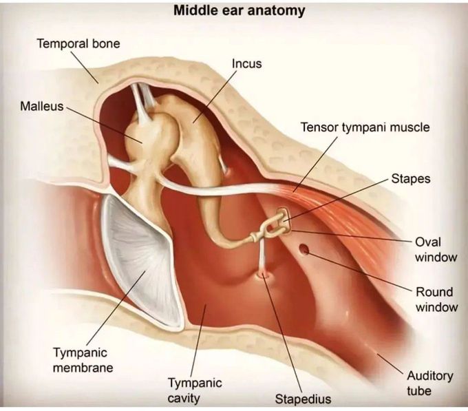 Middle Ear Anatomy