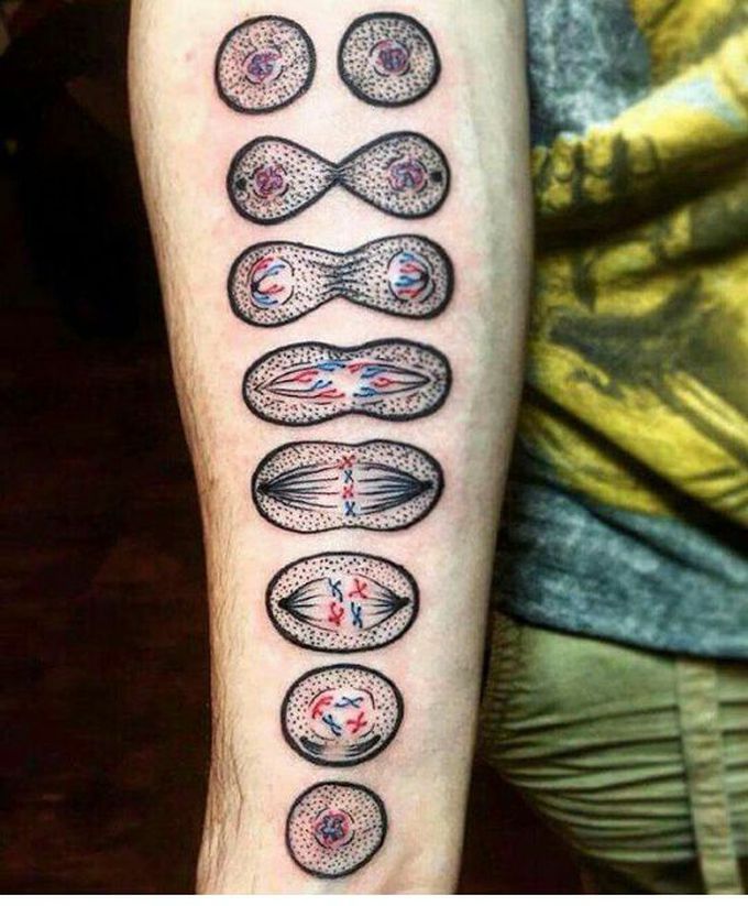 The ultimate diagramatic representation of cell cycle...