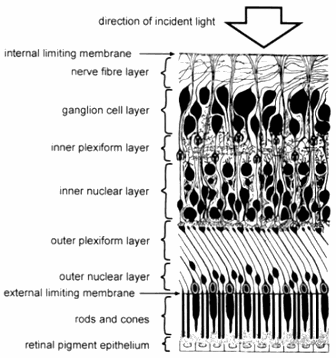 How to Learn the Layers of the Retina