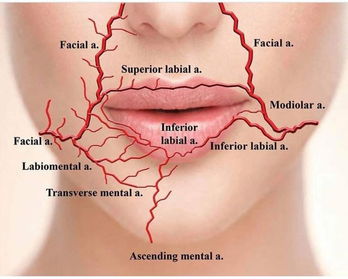 Lips Circulation