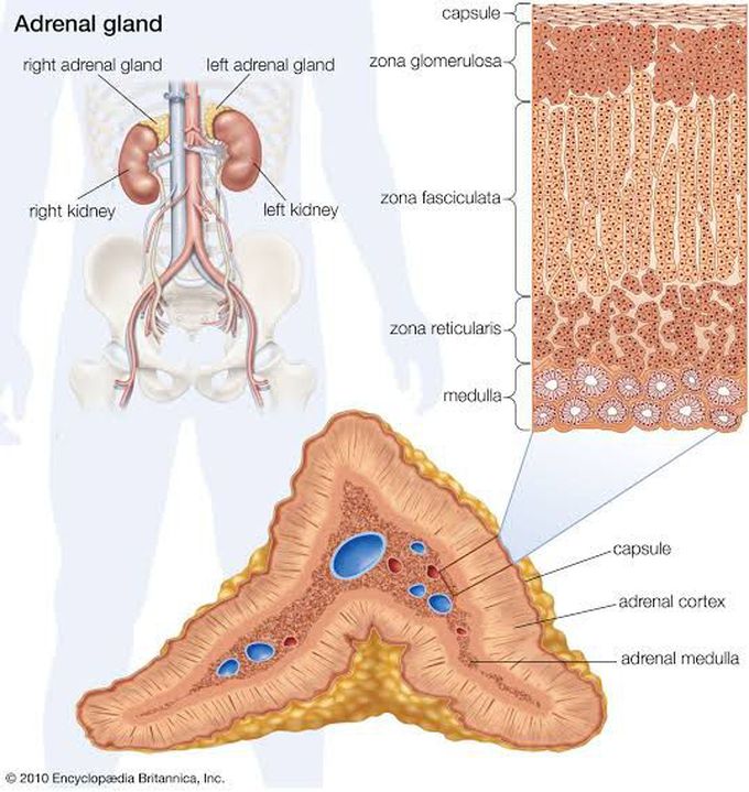 Adrenal Gland Anatomy