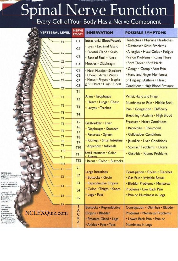 Spinal Nerve Function Cheat Sheet