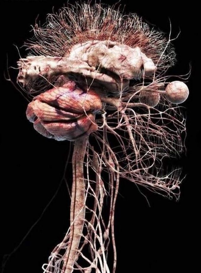 The nervous system ♥️